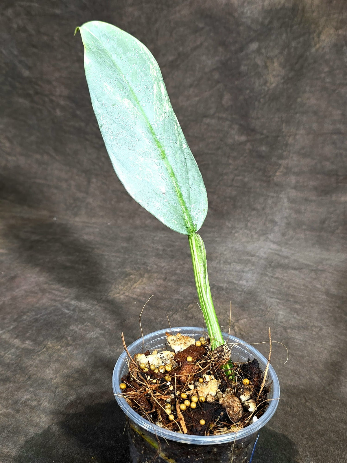 Variegated Silver sword Philodendron -(Sep-15-2)