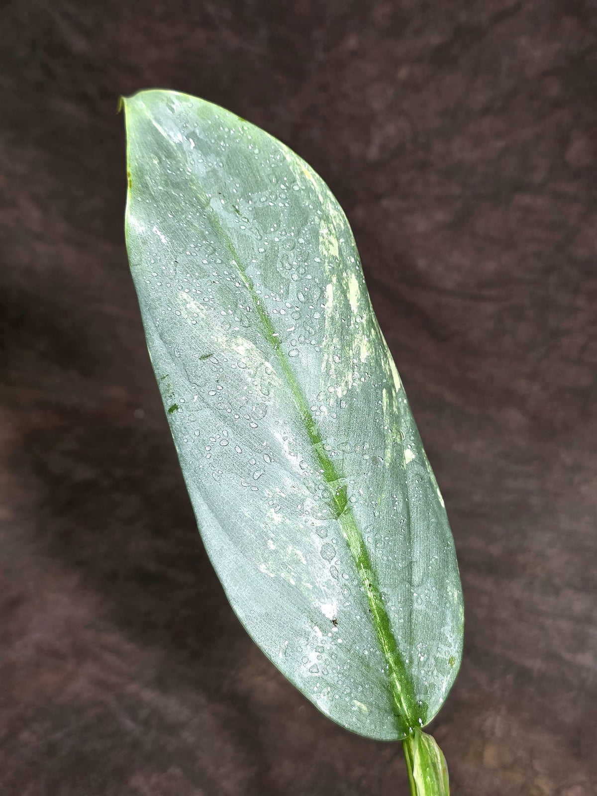 Variegated Silver sword Philodendron -(Sep-15-2)
