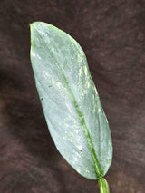 Variegated Silver sword Philodendron -(Sep-15-2)