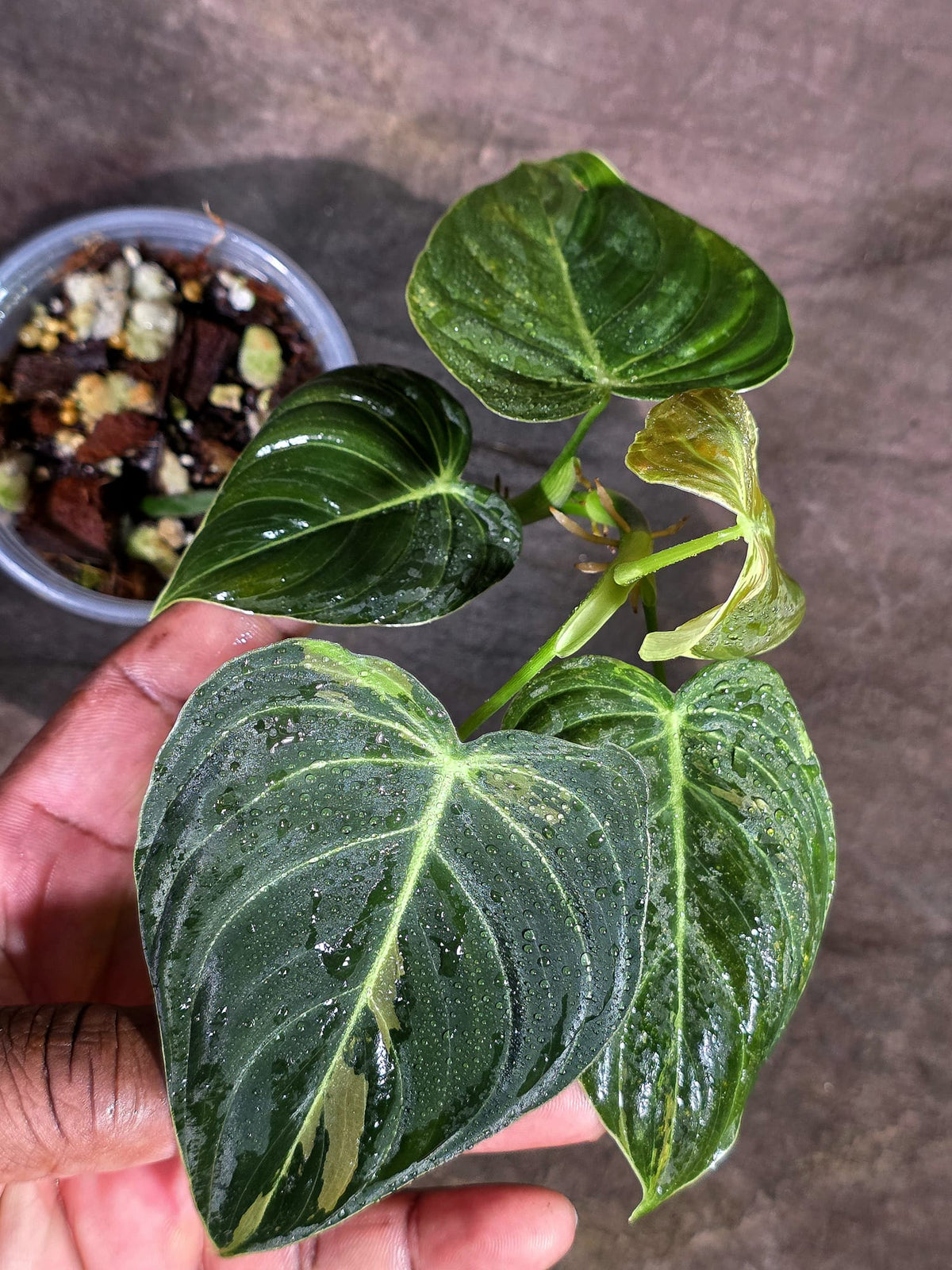 Variegated Philodendron Melanochrysum Live Plant (Sep-15-5)