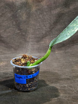 Variegated Silver sword Philodendron -(Sep-15-2)