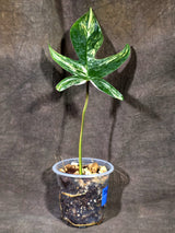 Variegated Philodendron Florida Beauty Live Plant (Sep-15-3)
