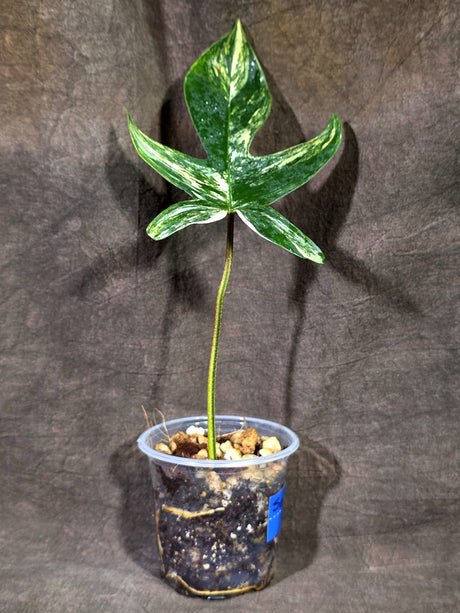 Variegated Philodendron Florida Beauty Live Plant (Sep-15-3)