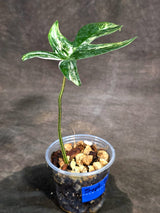 Variegated Philodendron Florida Beauty Live Plant (Sep-15-3)