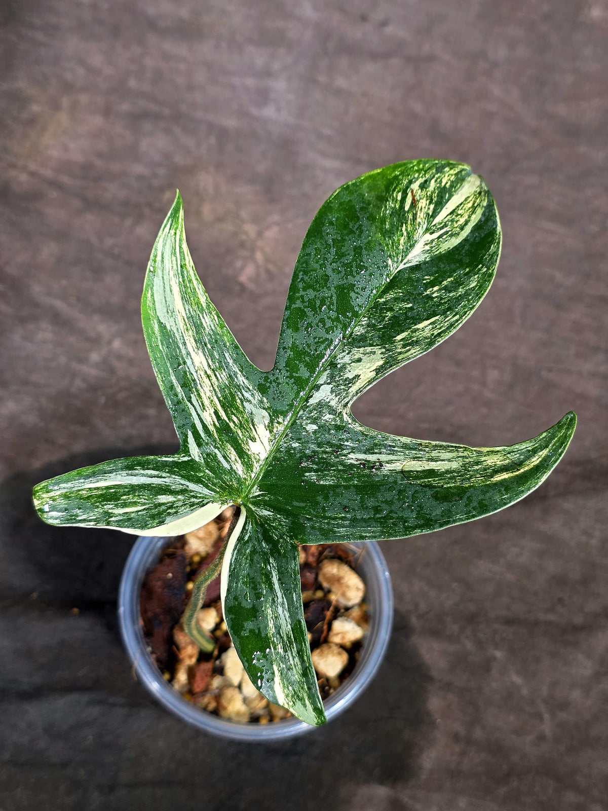 Variegated Philodendron Florida Beauty Live Plant (Sep-15-3)