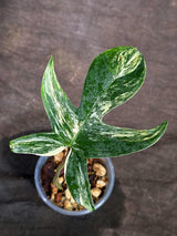 Variegated Philodendron Florida Beauty Live Plant (Sep-15-3)