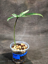 Variegated Philodendron Florida Beauty Live Plant (Sep-15-3)
