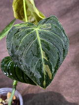 Variegated Philodendron Melanochrysum Live Plant (Sep-15-5)