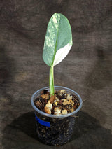 Variegated Silver sword Philodendron -(Sep-15-6)
