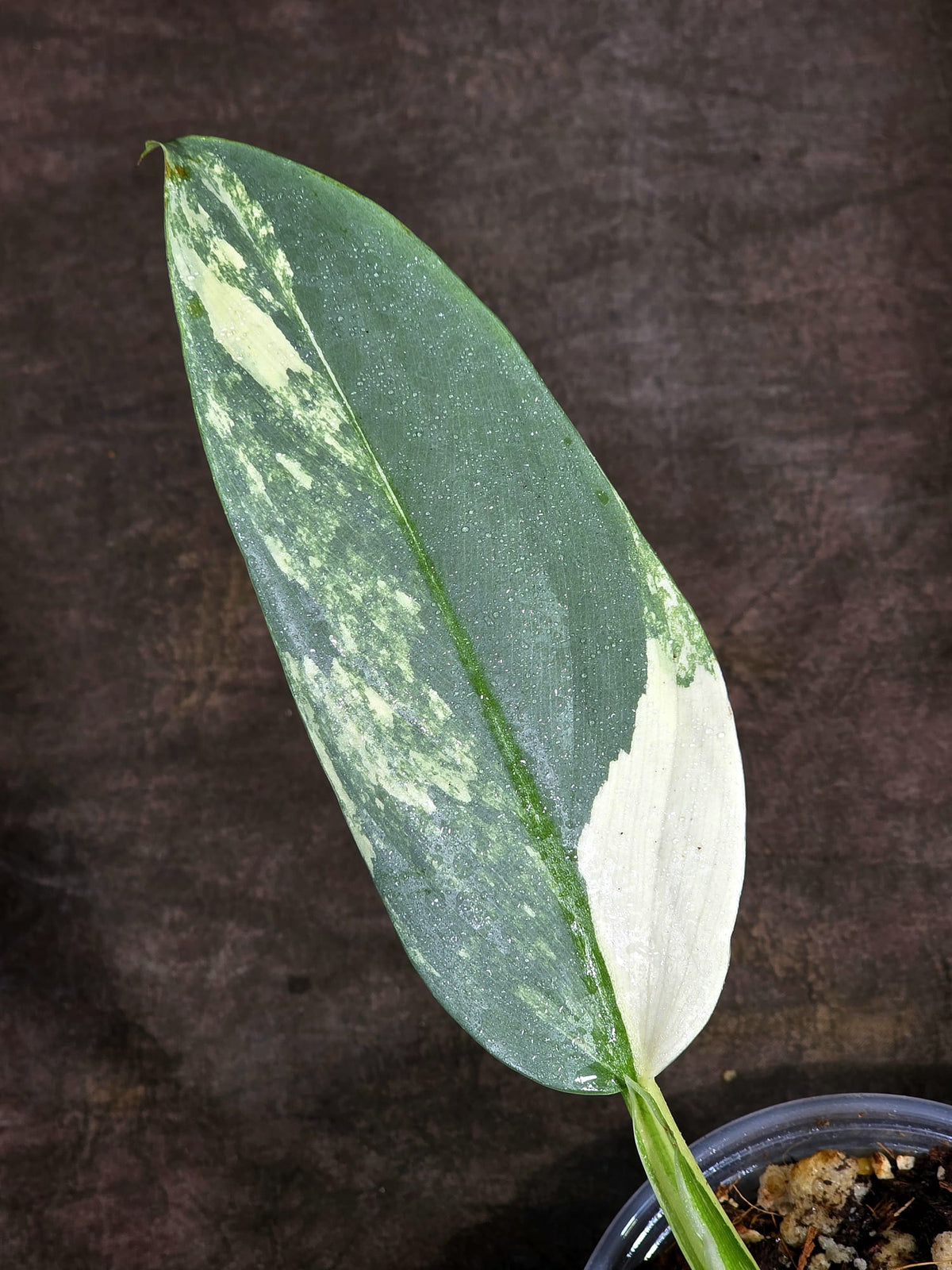 Variegated Silver sword Philodendron -(Sep-15-6)