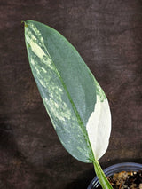 Variegated Silver sword Philodendron -(Sep-15-6)