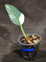 Variegated Silver sword Philodendron -(Sep-15-6)