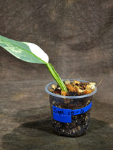 Variegated Silver sword Philodendron -(Sep-15-6)