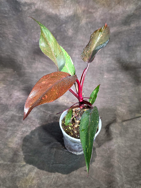 Philodendron Orange Princess - Rare Collector Plant (Sep-15-7)