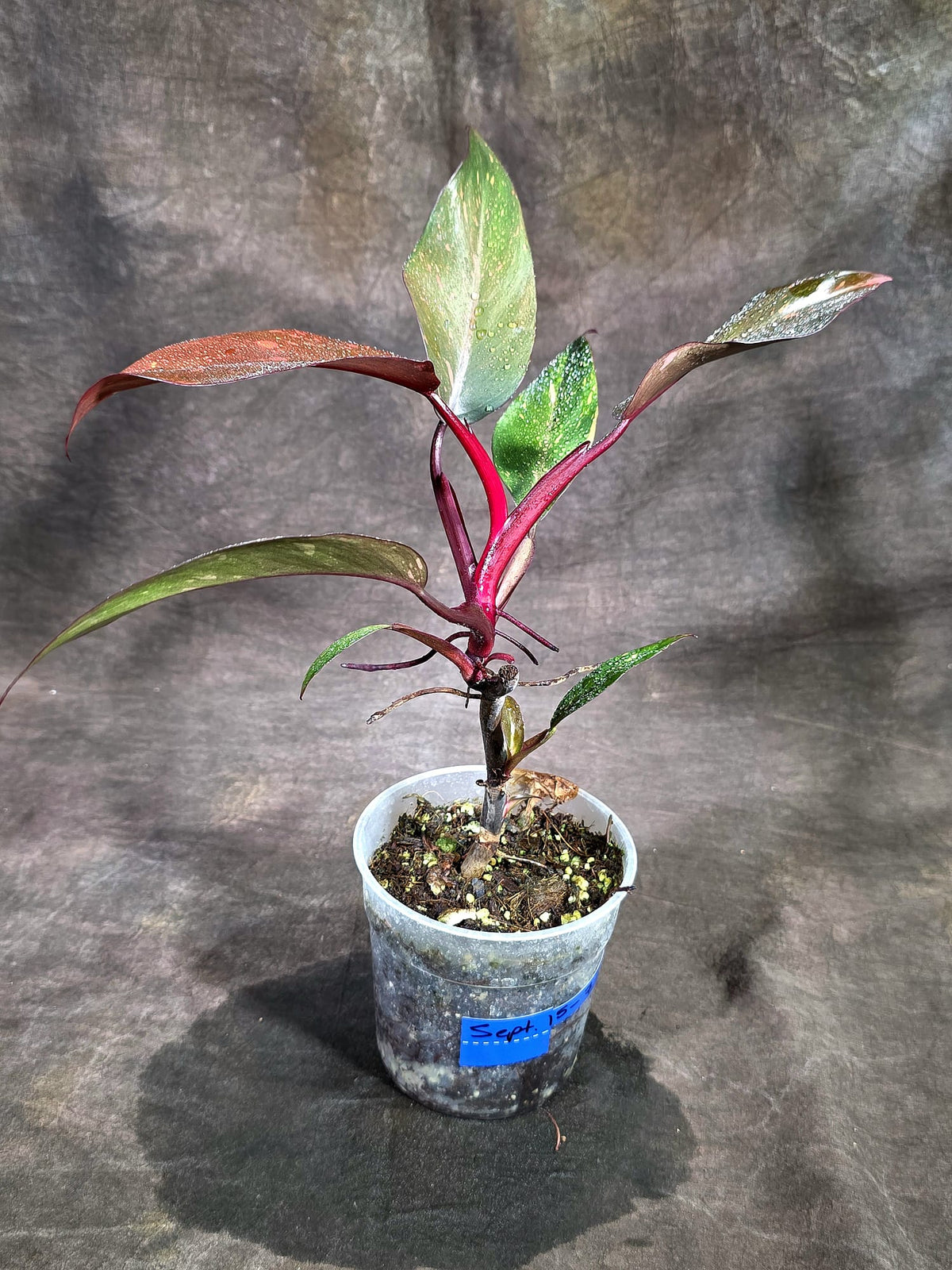 Philodendron Orange Princess - Rare Collector Plant (Sep-15-7)