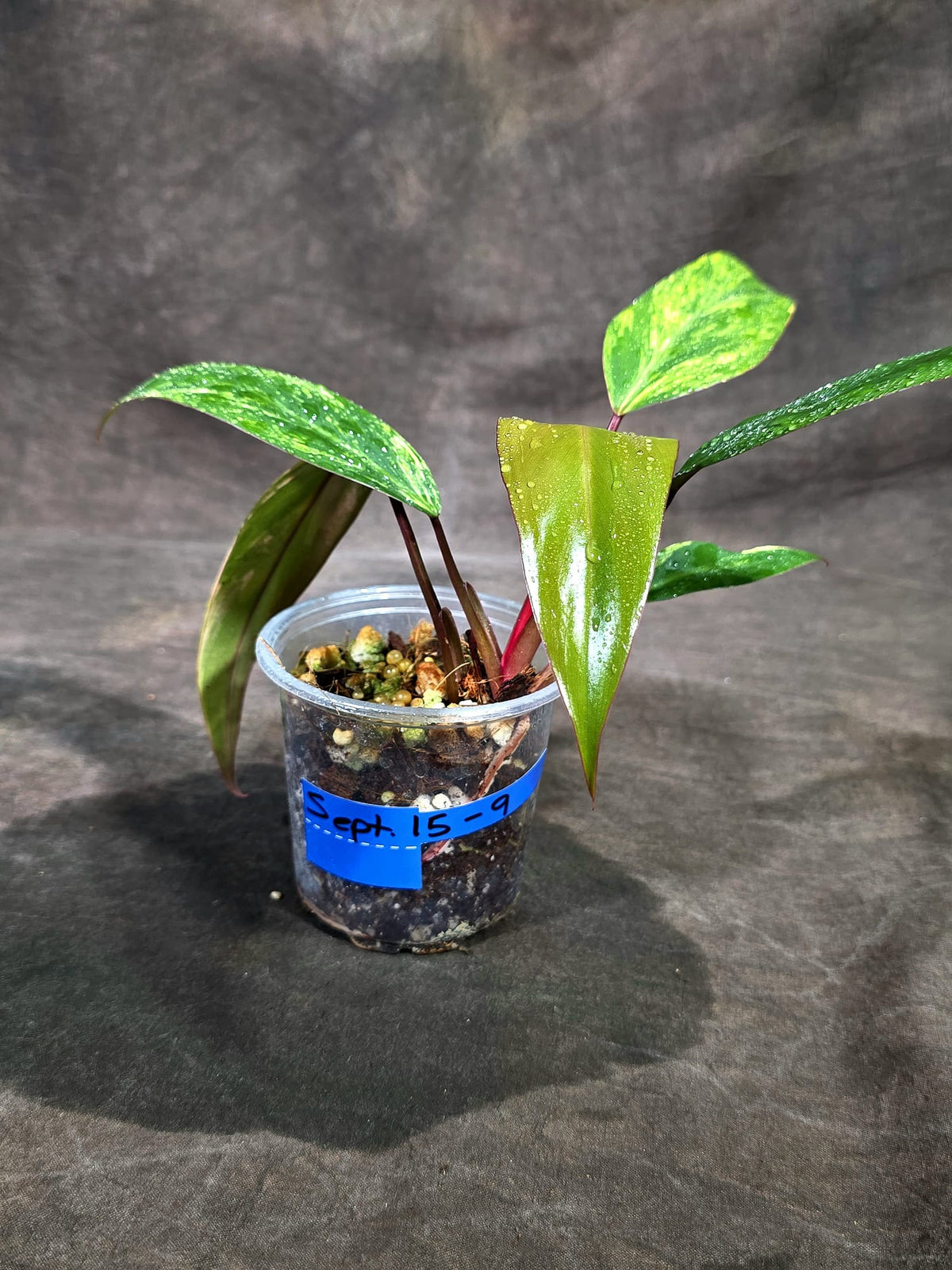 Rare Philodendron Strawberry Shake Variegated (Sep-15-9)