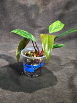 Rare Philodendron Strawberry Shake Variegated (Sep-15-9)