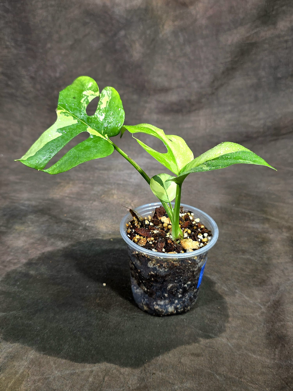 Variegated Rhaphidophora Tetrasperma Albo - (Sep-15-10)