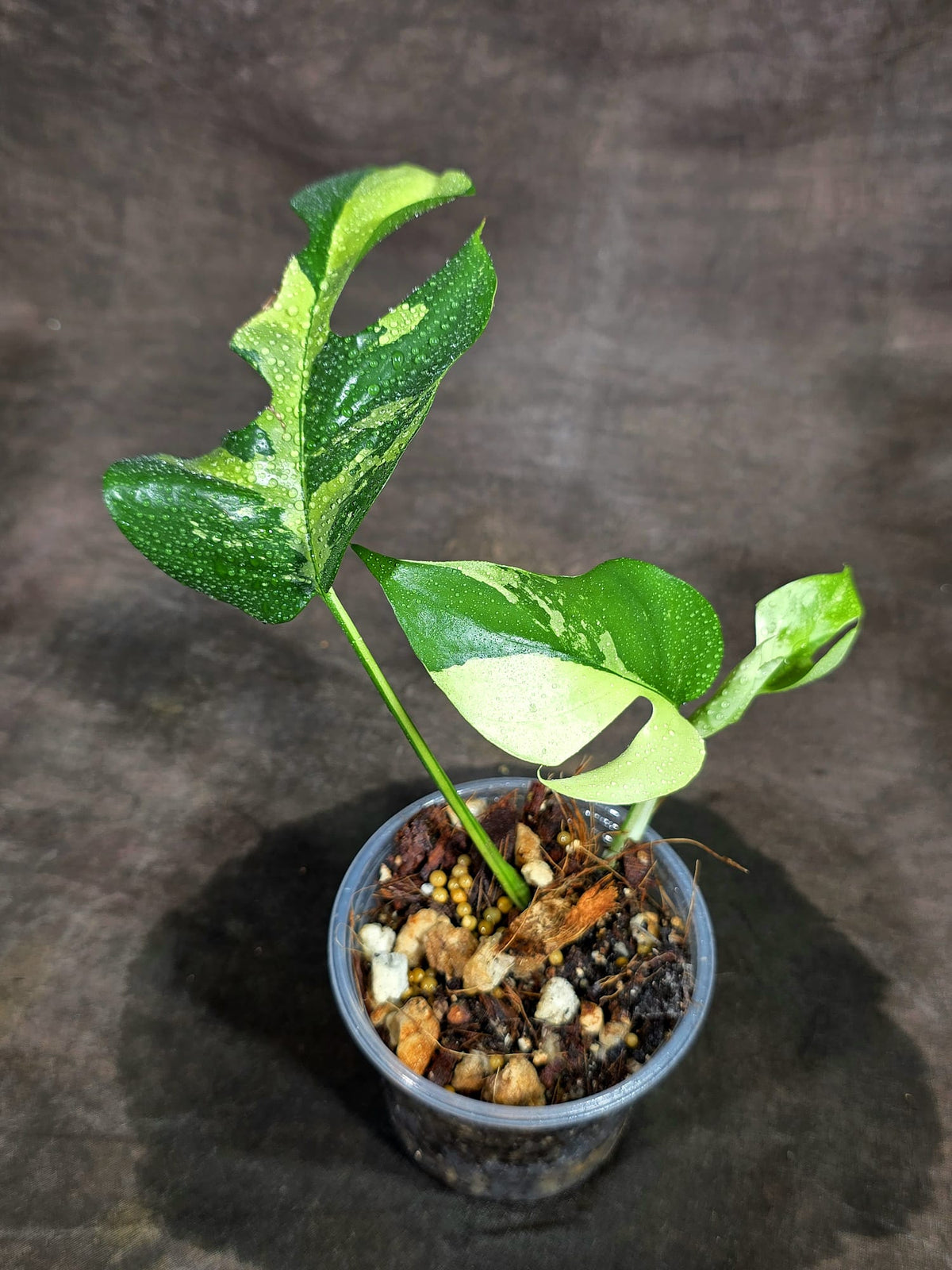 Variegated Rhaphidophora Tetrasperma Albo - (Sep-15-8)