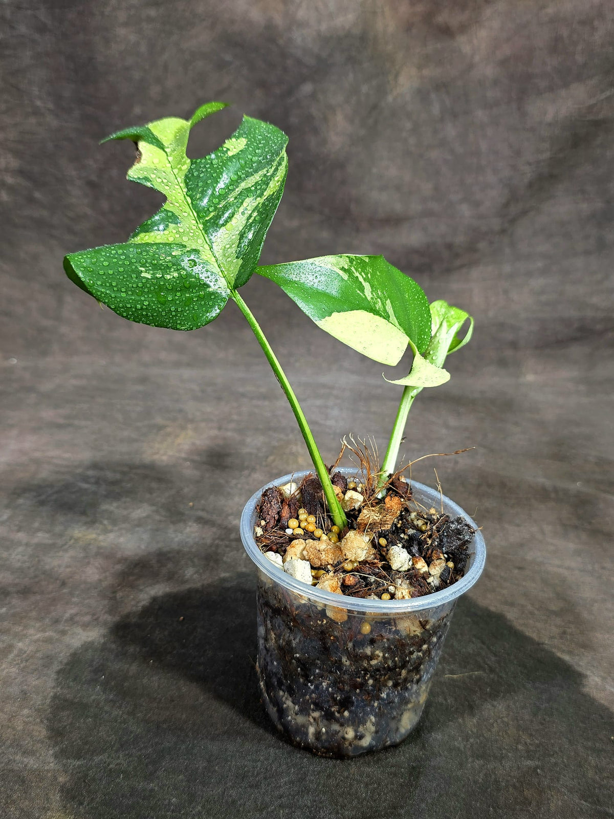 Variegated Rhaphidophora Tetrasperma Albo - (Sep-15-8)