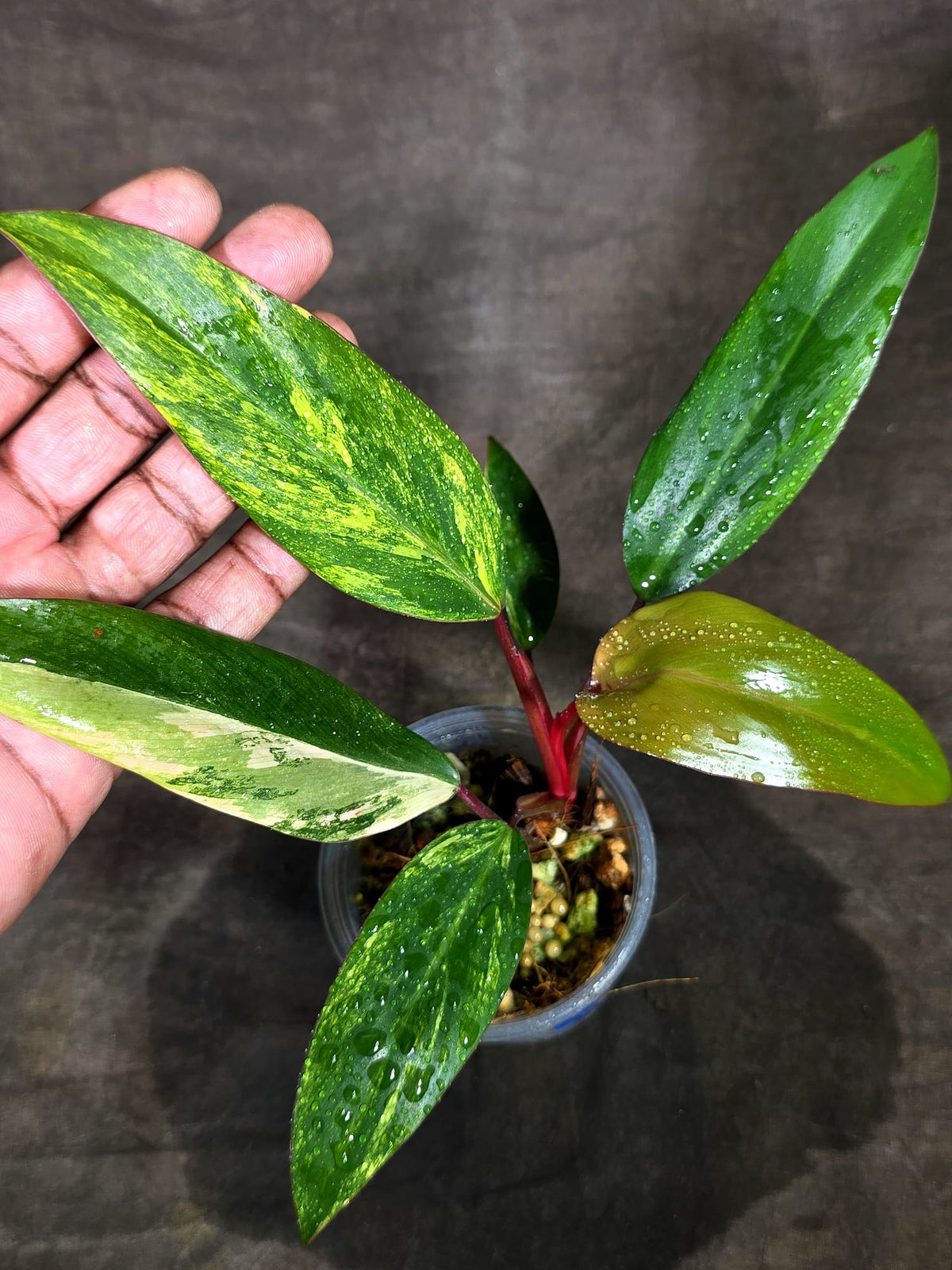 Rare Philodendron Strawberry Shake Variegated (Sep-15-9)