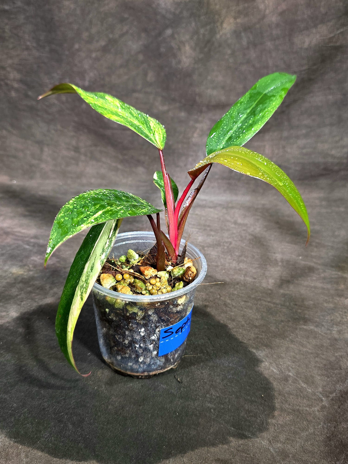 Rare Philodendron Strawberry Shake Variegated (Sep-15-9)