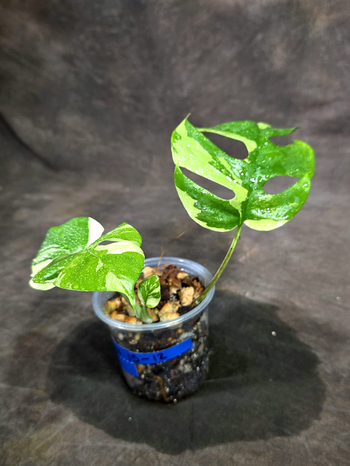Variegated Rhaphidophora Tetrasperma Albo - (Sep-15-12)