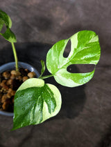 Variegated Rhaphidophora Tetrasperma Albo - (Sep-15-12)