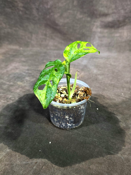 Monstera Adansonii Aurea Variegated (Sep-15-13)