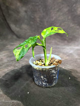 Monstera Adansonii Aurea Variegated (Sep-15-13)