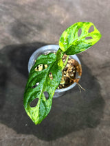 Monstera Adansonii Aurea Variegated (Sep-15-13)