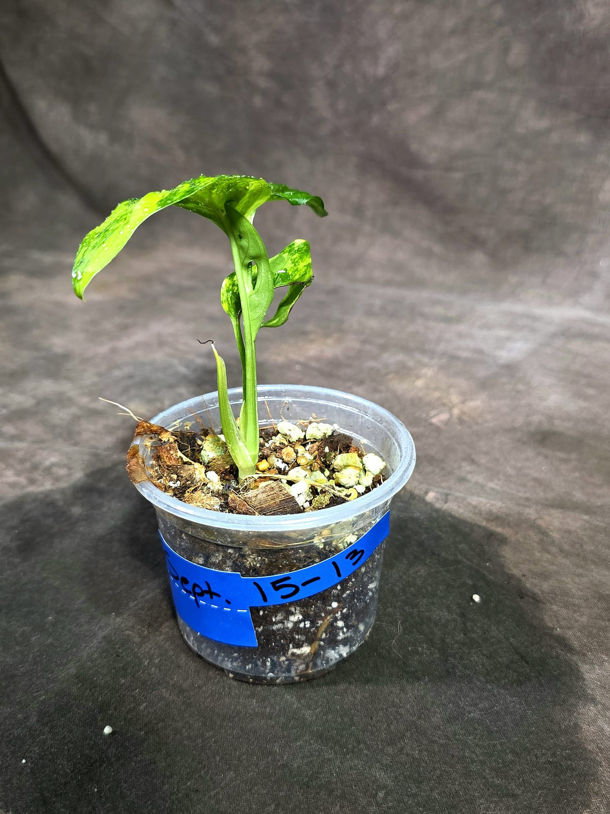 Monstera Adansonii Aurea Variegated (Sep-15-13)