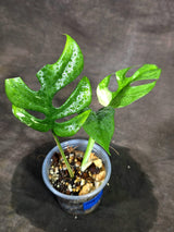 Variegated Rhaphidophora Tetrasperma Albo - (Sep-15-14)