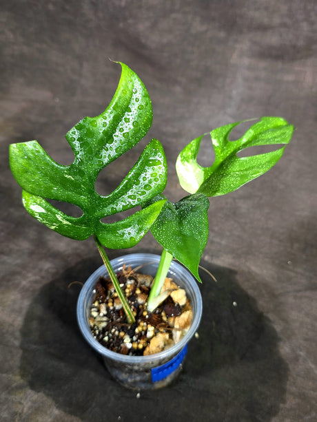 Variegated Rhaphidophora Tetrasperma Albo - (Sep-15-14)