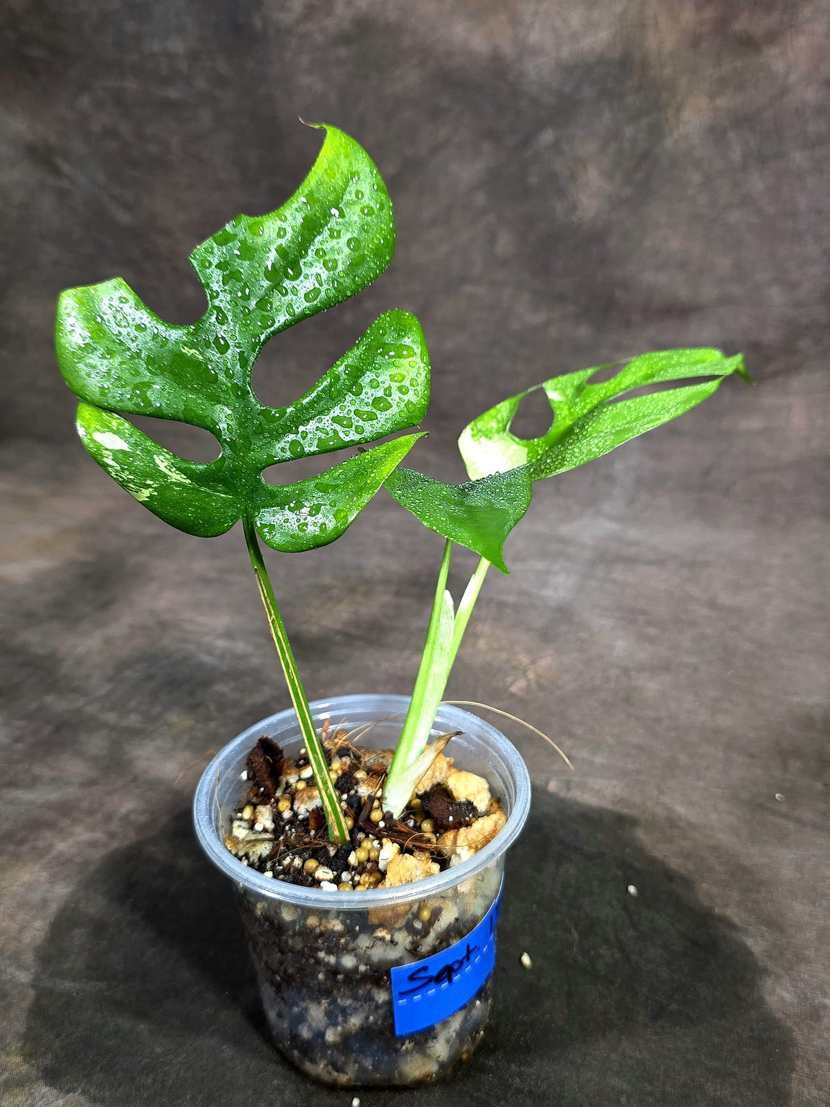 Variegated Rhaphidophora Tetrasperma Albo - (Sep-15-14)