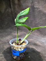 Variegated Rhaphidophora Tetrasperma Albo - (Sep-15-14)
