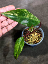 Rare Philodendron Strawberry Shake Variegated (Sep-15-15)