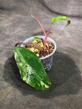Rare Philodendron Strawberry Shake Variegated (Sep-15-15)