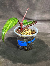 Rare Philodendron Strawberry Shake Variegated (Sep-15-15)