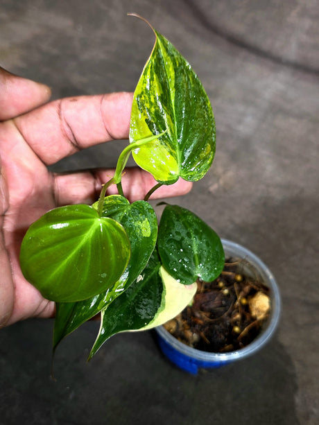 Variegated Philodendron Mican Aurea - (Sep-15-16)