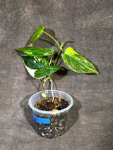 Variegated Philodendron Mican Aurea - (Sep-15-16)