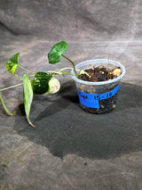 Variegated Philodendron Mican Aurea - (Sep-15-16)