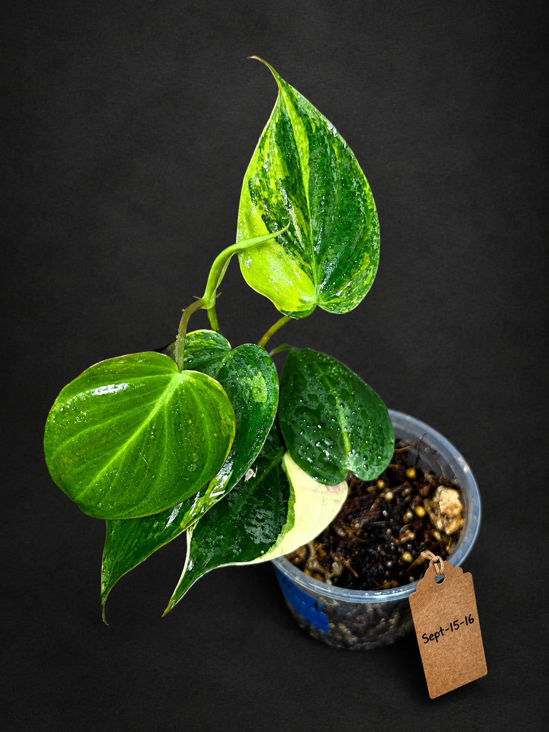 Variegated Philodendron Mican Aurea - (Sep-15-16)
