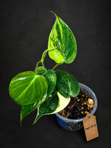 Variegated Philodendron Mican Aurea - (Sep-15-16)