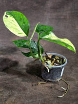 Epipremnum Pinnatum Marble Variegated Exact Plant (Sep-18-16)