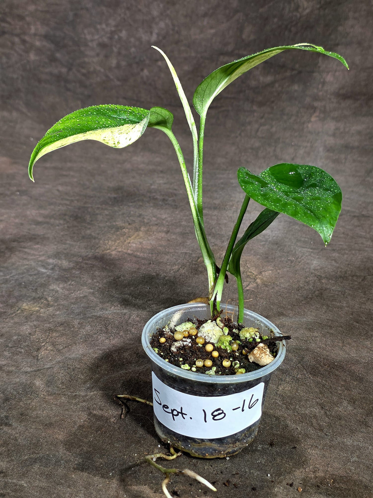 Epipremnum Pinnatum Marble Variegated Exact Plant (Sep-18-16)