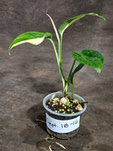 Epipremnum Pinnatum Marble Variegated Exact Plant (Sep-18-16)