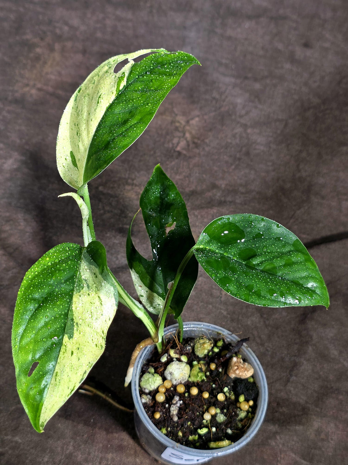 Epipremnum Pinnatum Marble Variegated Exact Plant (Sep-18-16)