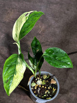 Epipremnum Pinnatum Marble Variegated Exact Plant (Sep-18-16)