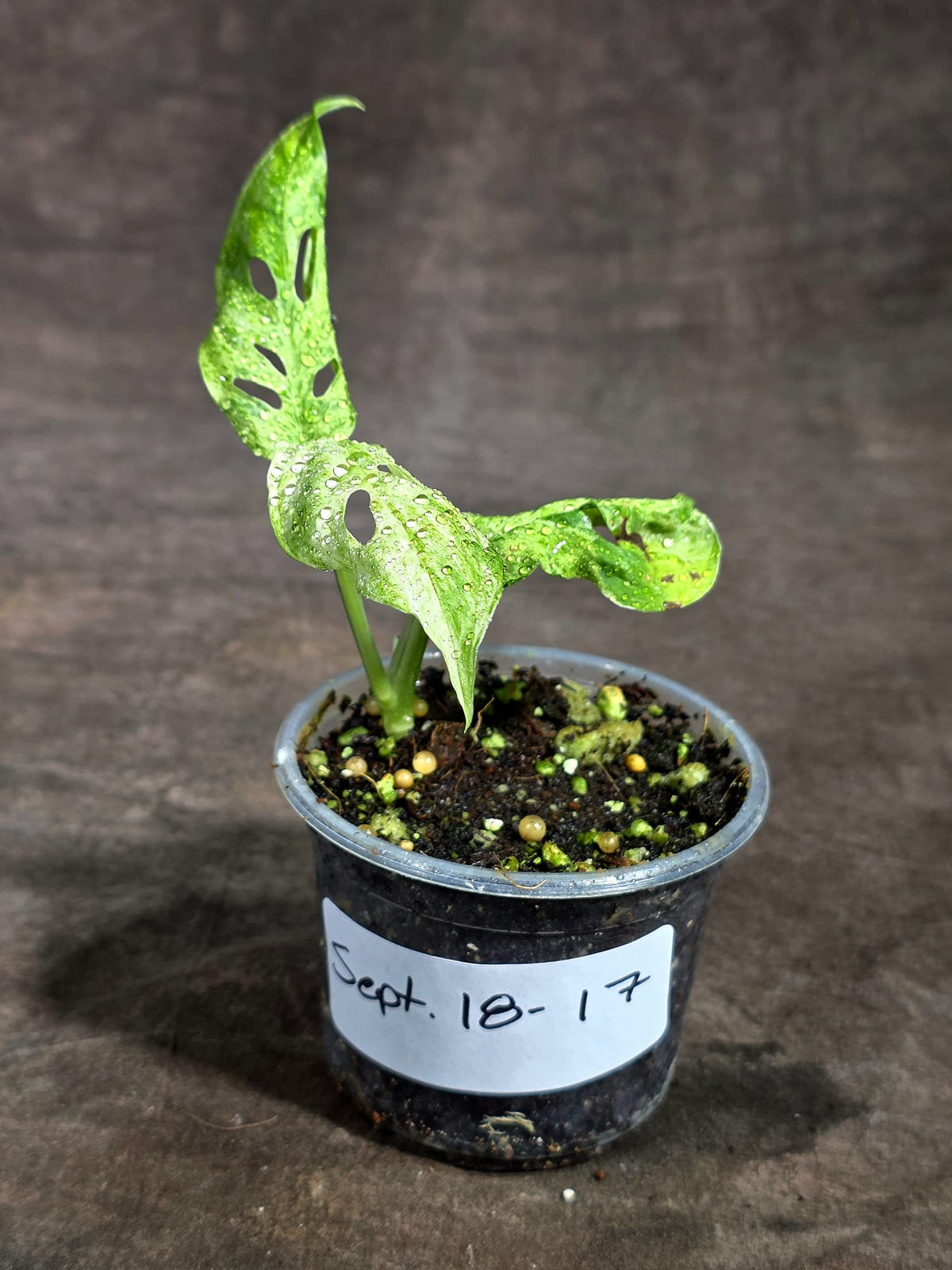 Varigated Monstera Adansonii Mottled - Rare Exact Plant - (Sep-18-17)